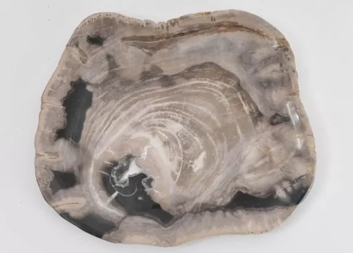 Platte Kristalmeer Versteinertes Holz